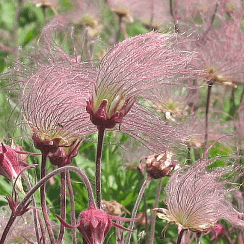25 Prairie Smoke Flower Seeds - Seed World