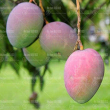 2pcs Mango Fruit Tree Seeds - Seed World