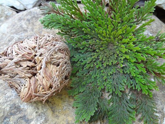 3 Jericho Flower Rose of Jericho, Resurrection Flower, Whole Dried Herb - Seed World