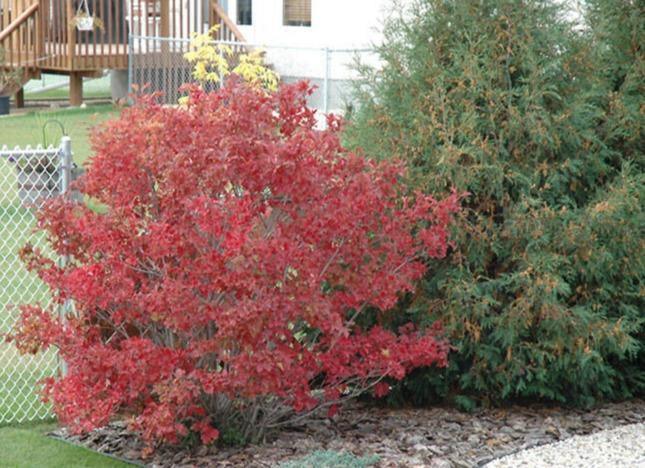 30 American Highbush Cranberry Seeds - Seed World