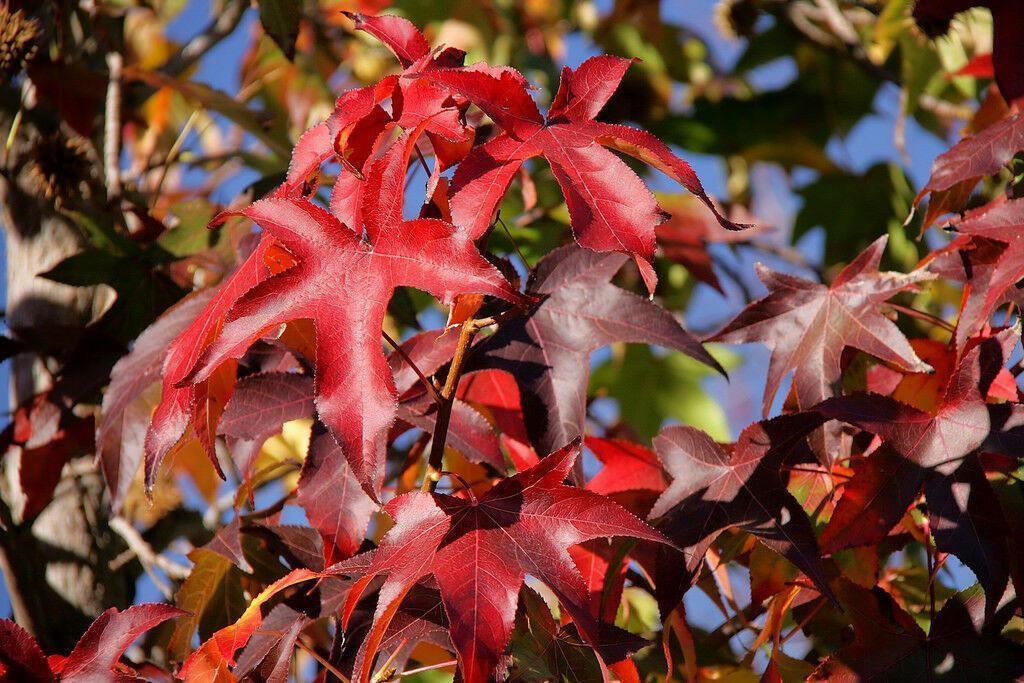 30 American Sweetgum (Liquidambar Styraciflua) Seeds - Seed World