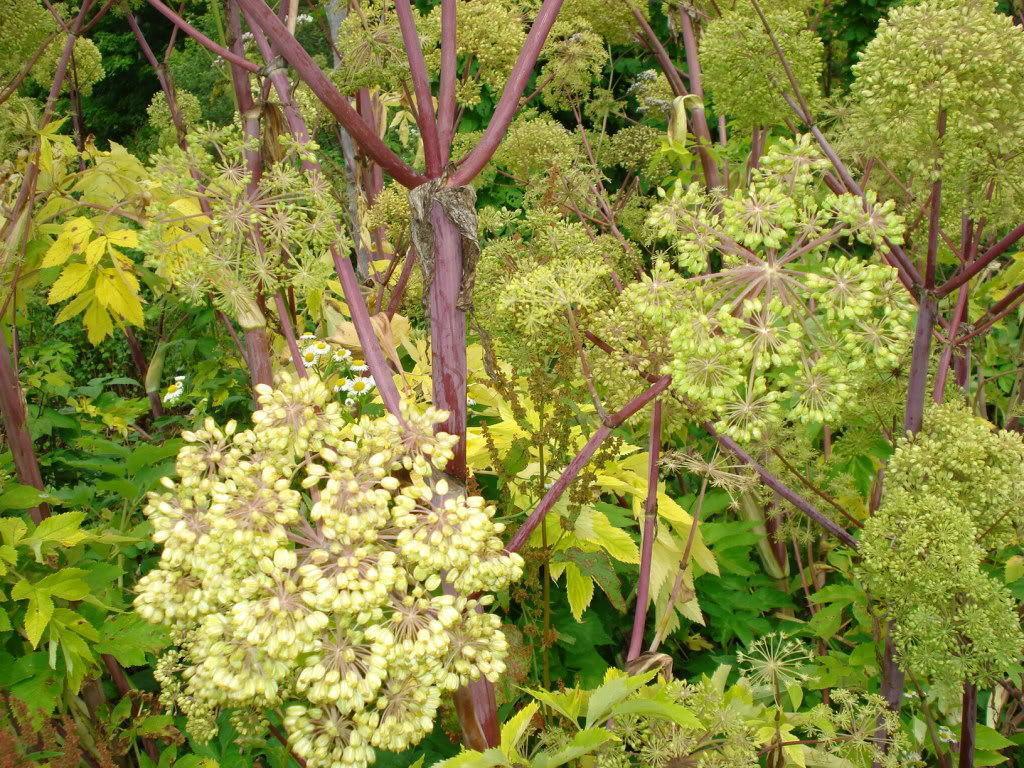 30 Angelica - Holy Ghost Seeds - Seed World