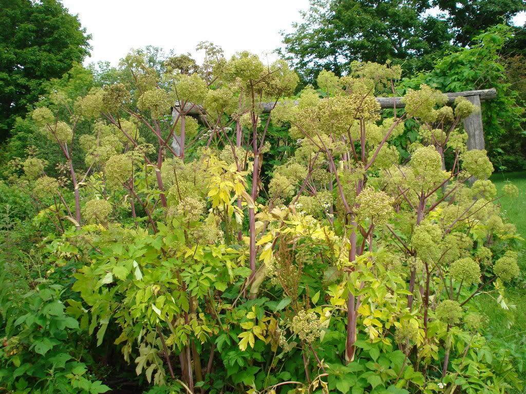 30 Angelica - Holy Ghost Seeds - Seed World