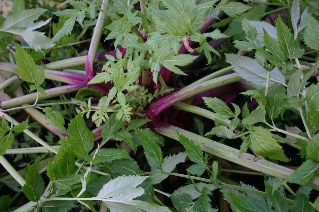 30 Angelica - Holy Ghost Seeds - Seed World