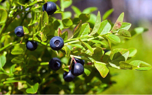 30 Bilberry Dwarf Shrub Seeds - Seed World