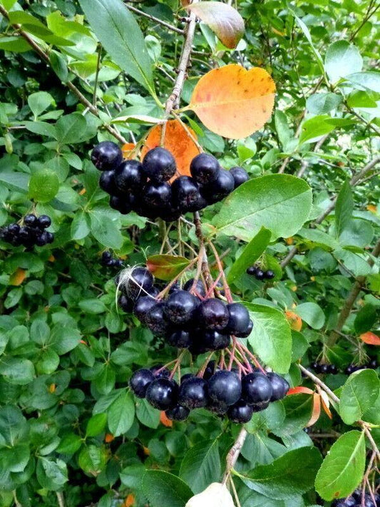 30 Black Chokeberry Seeds - Seed World