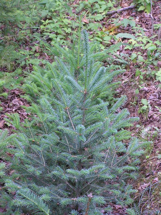 30 Blue Balsam Fir Seeds - Seed World
