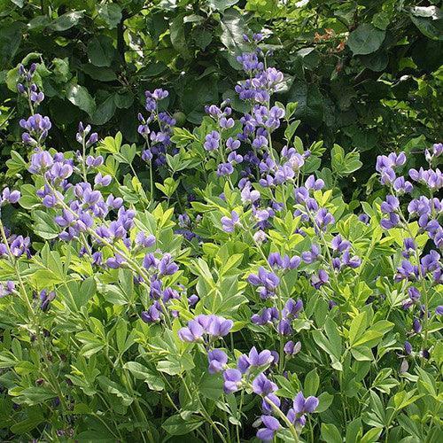 30 Blue False Indigo Baptisia Australis Seeds - Seed World