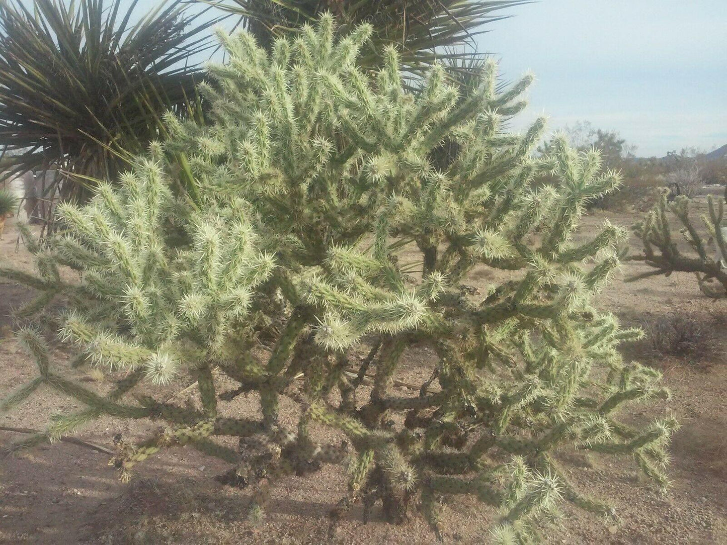 30 Buckhorn Cholla Cactus Seeds - Seed World