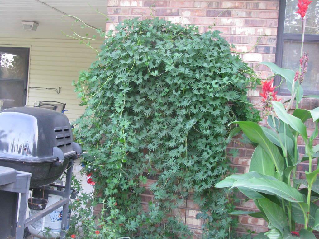 30 Cardinal Climber Vine Seeds - Seed World