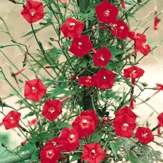 30 Cardinal Climber Vine Seeds - Seed World