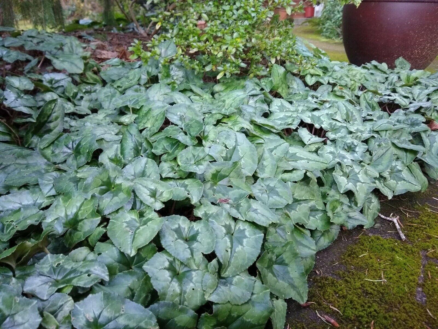 30 Cyclamen Hederifolium Seeds - Seed World