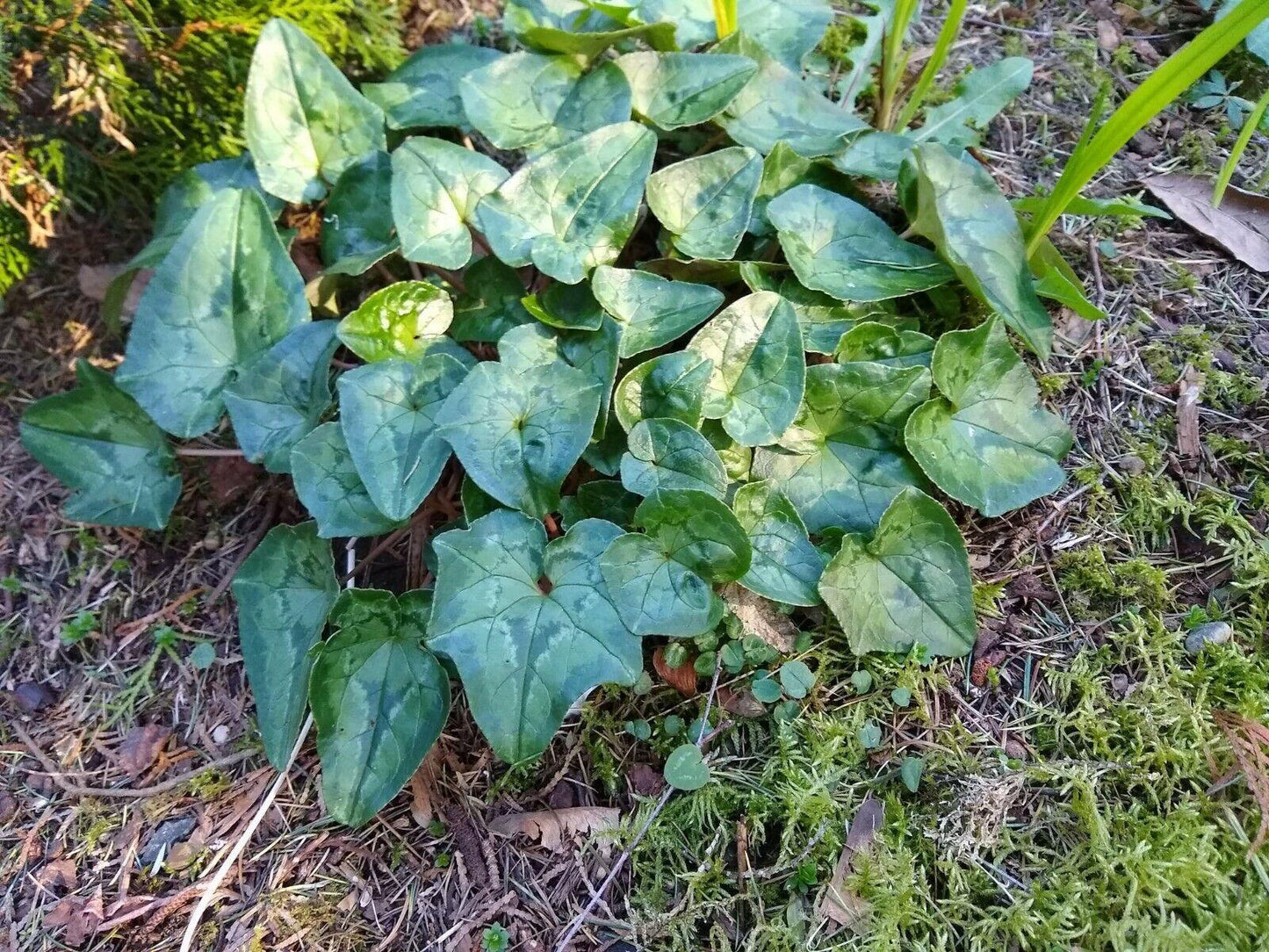30 Cyclamen Hederifolium Seeds - Seed World