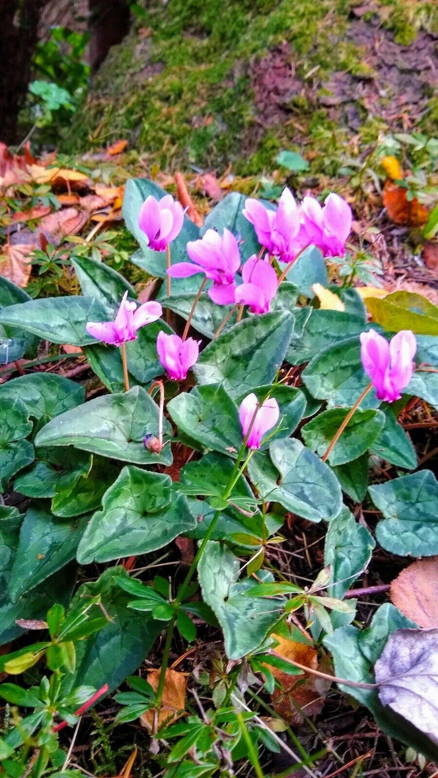30 Cyclamen Hederifolium Seeds - Seed World