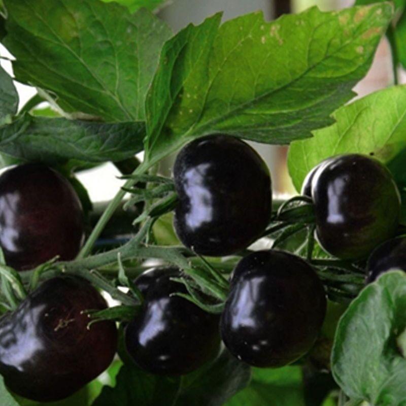 30 European Black Cherry Tomatoes Seeds - Seed World