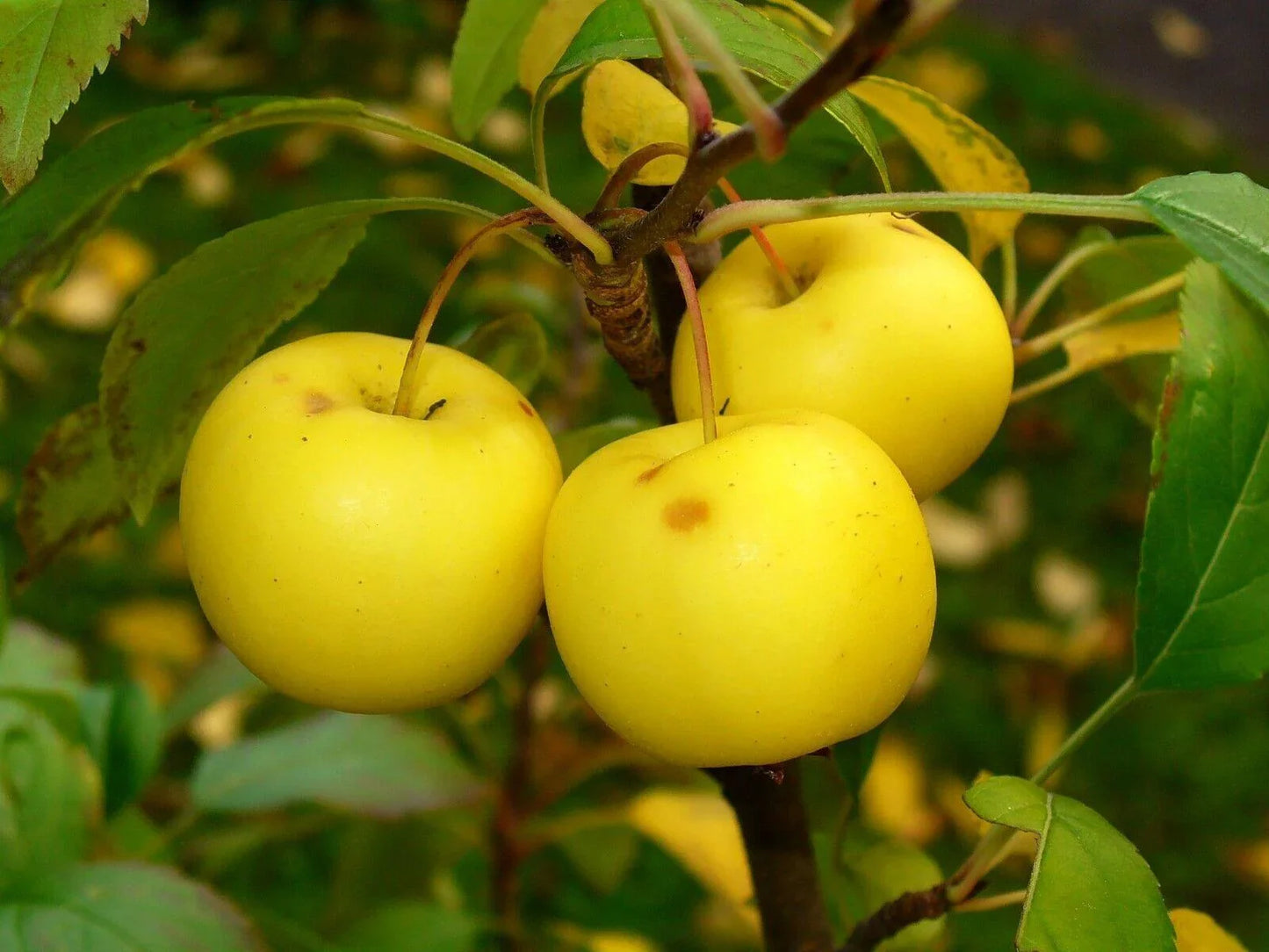 30 European French Crab Apple (Malus Sylvestris) Seeds - Seed World