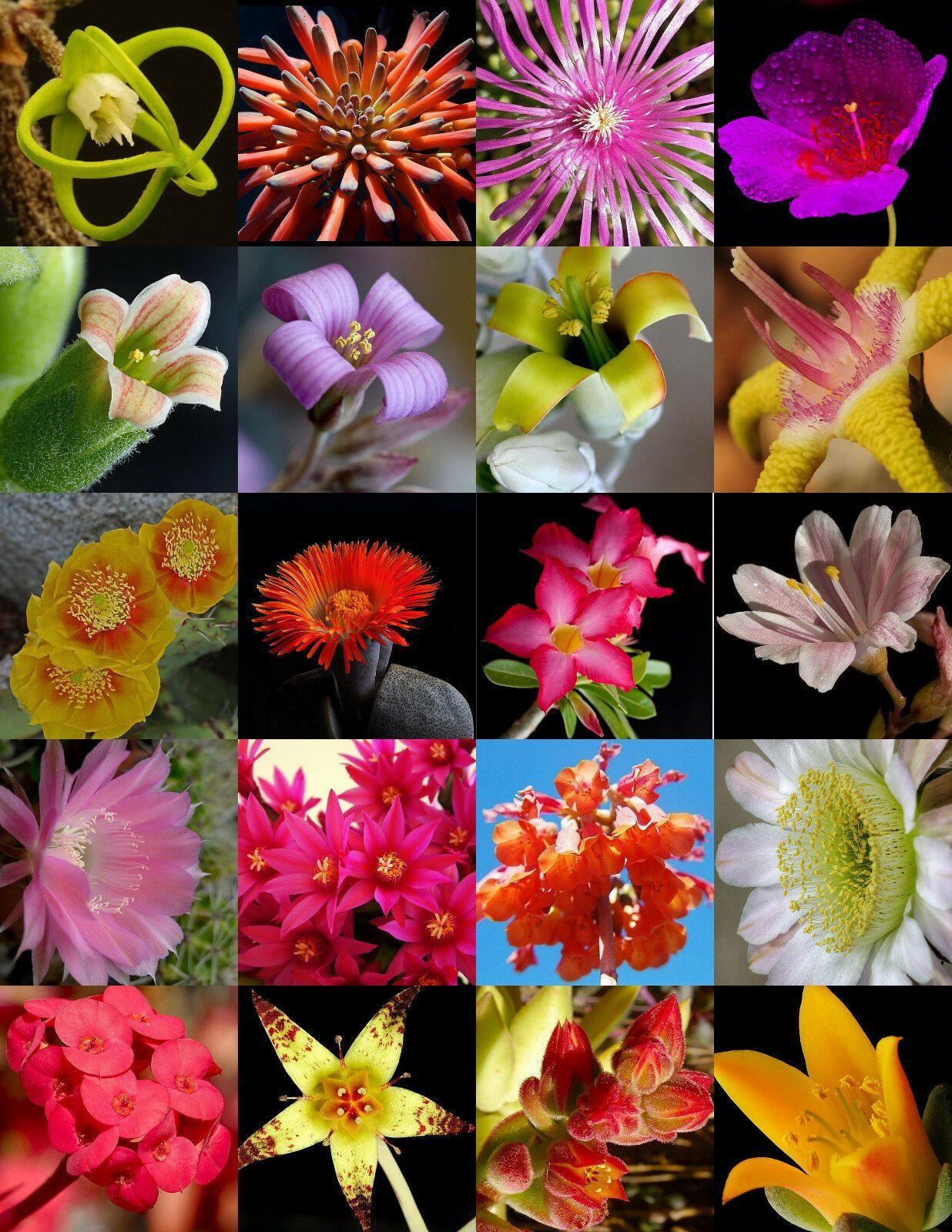 30 Flowering Succulent Mix Seeds - Seed World