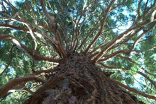 30 Giant Sequoia (Sequoiadendron Giganteum) Seeds - Seed World