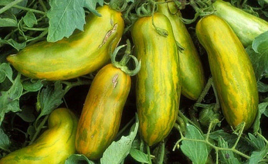 30 Green Sausage Heirloom Tomato Seeds - Seed World