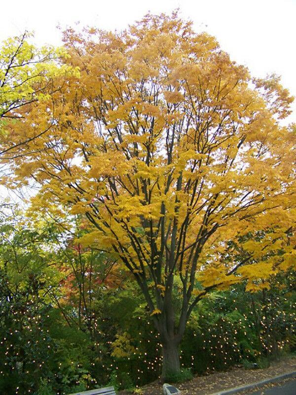 30 Japanese Zelkova (Zelkova Serrata) Seeds - Seed World