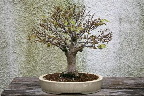30 Japanese Zelkova (Zelkova Serrata) Seeds - Seed World