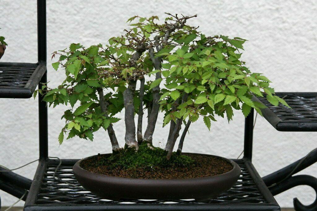 30 Japanese Zelkova (Zelkova Serrata) Seeds - Seed World