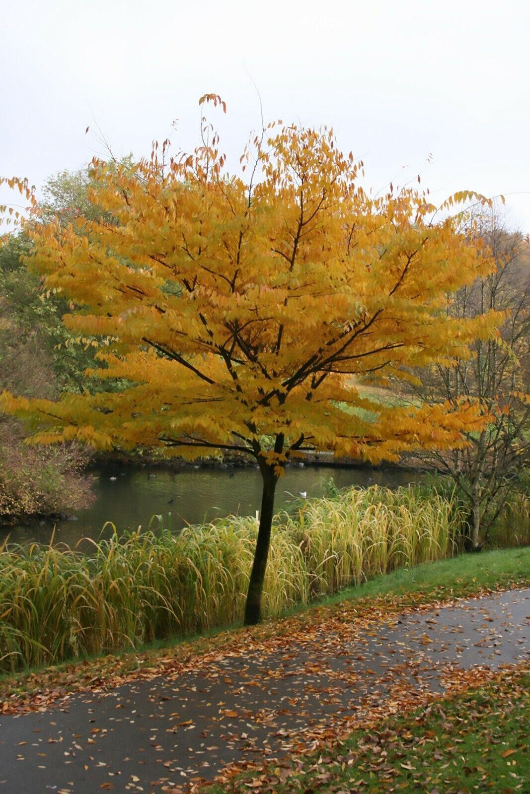30 Japanese Zelkova (Zelkova Serrata) Seeds - Seed World