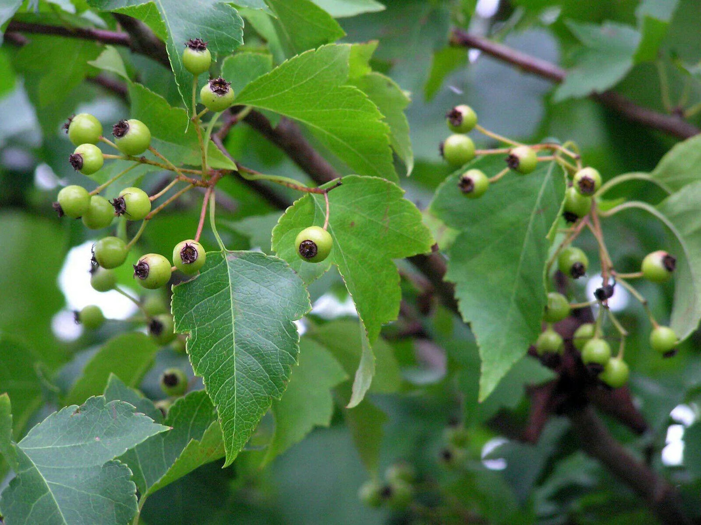 30 Japanese Zelkova (Zelkova Serrata) Seeds - Seed World