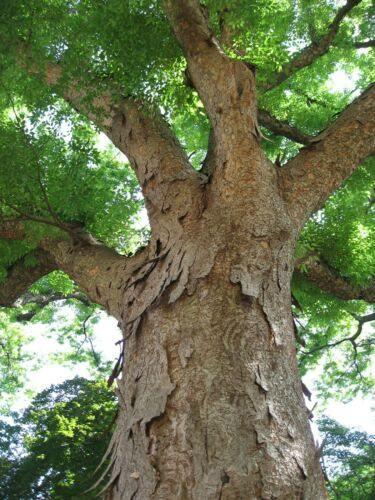 30 Japanese Zelkova (Zelkova Serrata) Seeds - Seed World