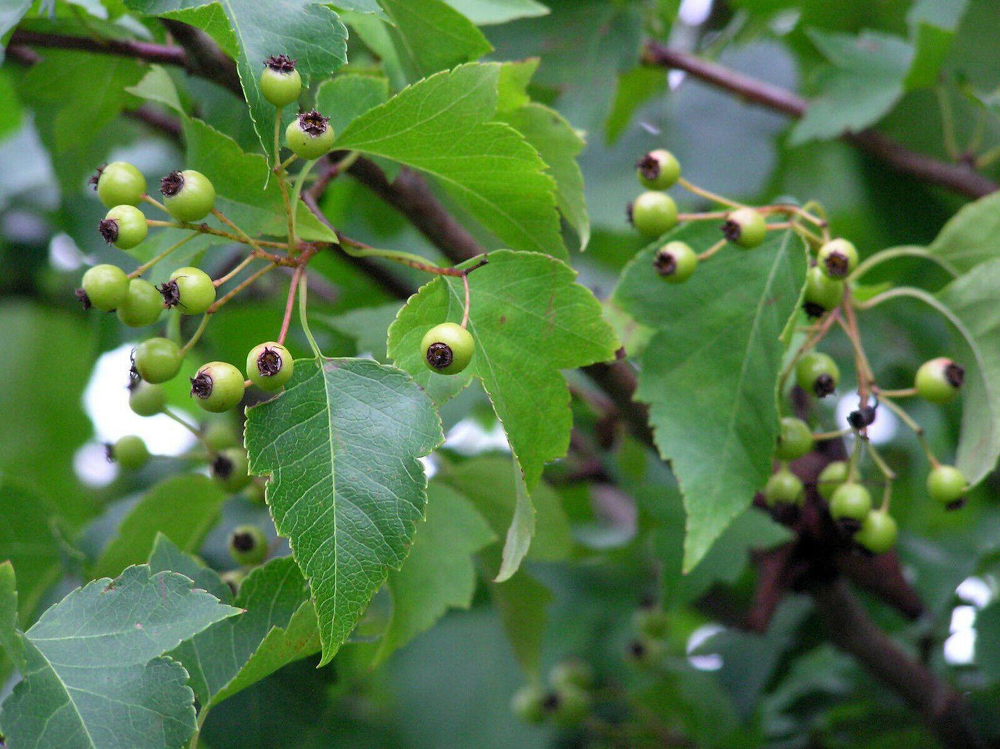 30 Japanese Zelkova (Zelkova Serrata) Seeds - Seed World
