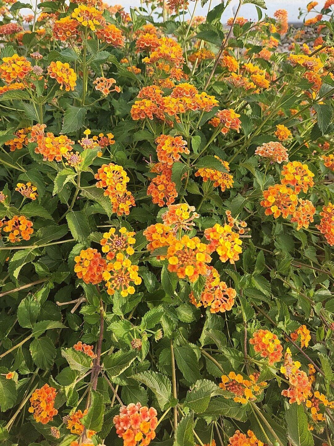 30 Lantana Camara | Miss Huff Seeds - Seed World