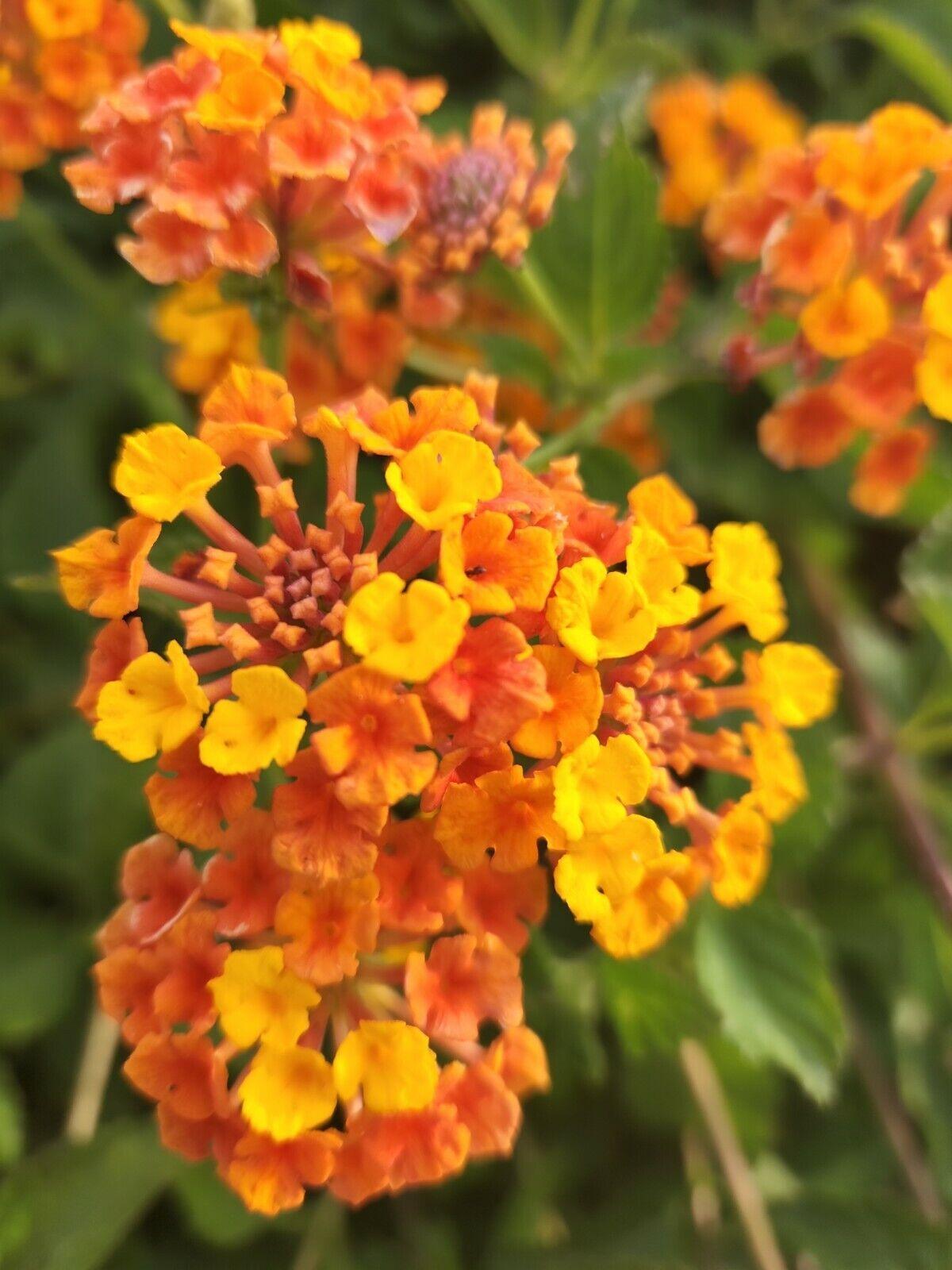 30 Lantana Camara | Miss Huff Seeds - Seed World