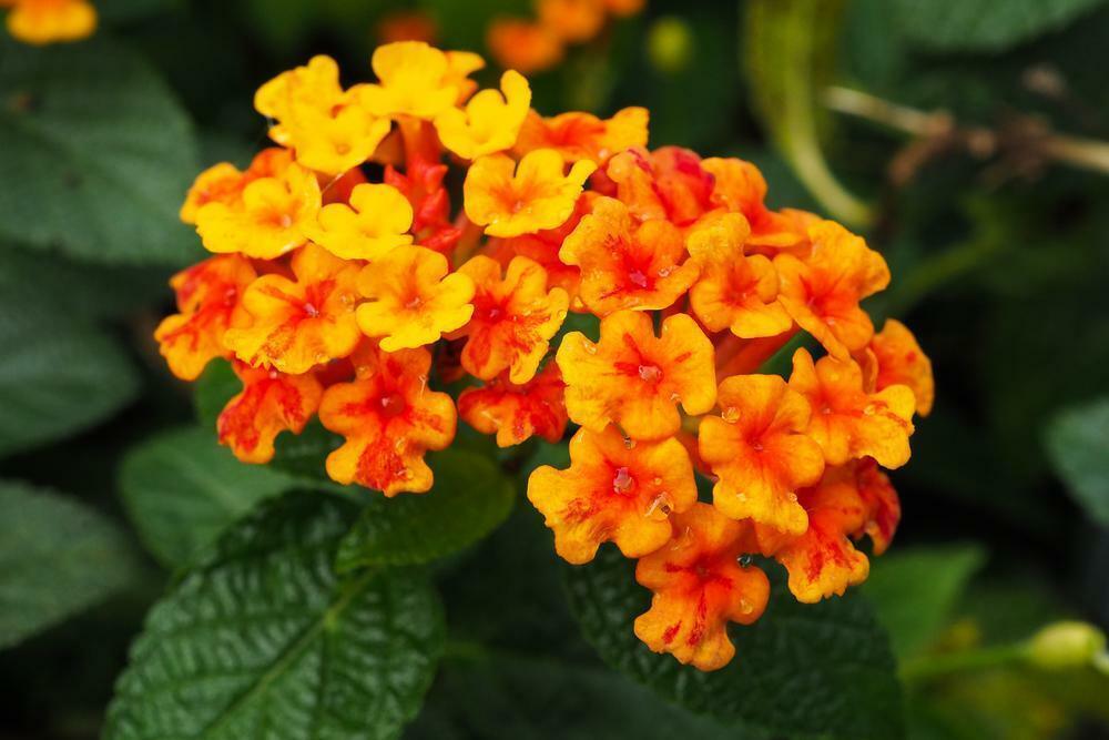 30 Lantana Camara | Miss Huff Seeds - Seed World
