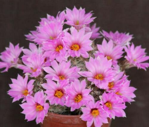 30 Mammillaria Mix Seeds - Seed World