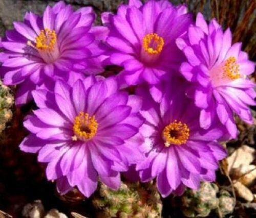 30 Mammillaria Mix Seeds - Seed World