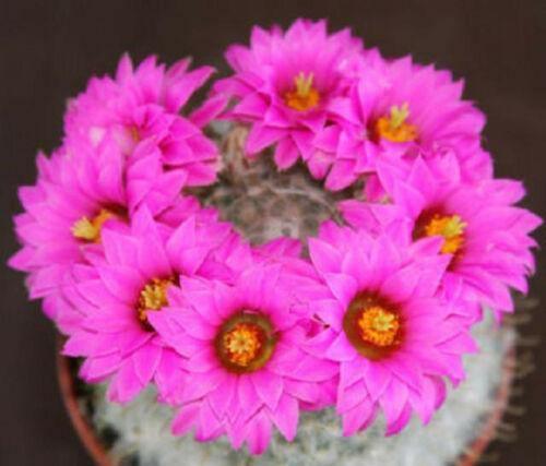 30 Mammillaria Mix Seeds - Seed World