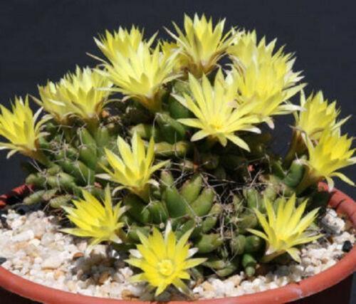 30 Mammillaria Mix Seeds - Seed World