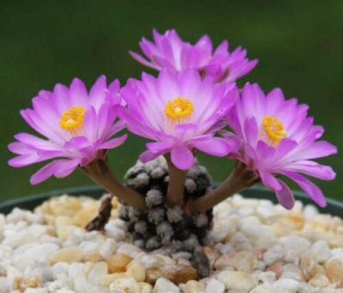 30 Mammillaria Mix Seeds - Seed World