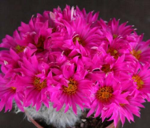 30 Mammillaria Mix Seeds - Seed World