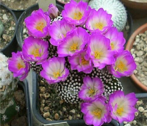 30 Mammillaria Mix Seeds - Seed World