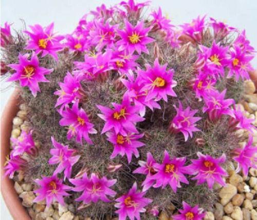30 Mammillaria Mix Seeds - Seed World