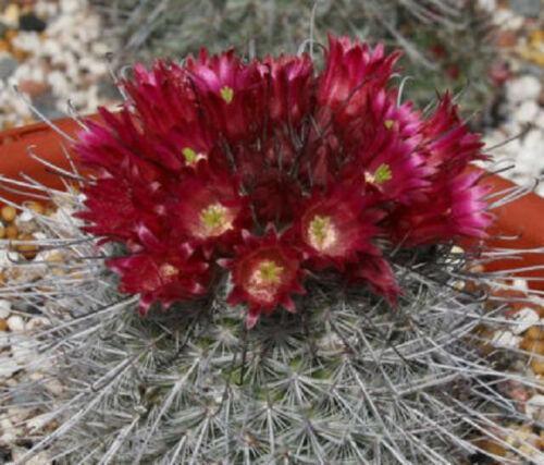 30 Mammillaria Mix Seeds - Seed World