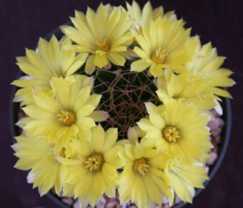 30 Mammillaria Mix Seeds - Seed World
