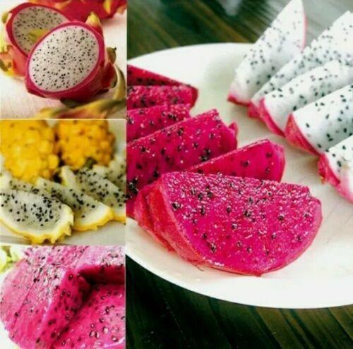 30 Mixed Dragon Fruit Seeds - Seed World