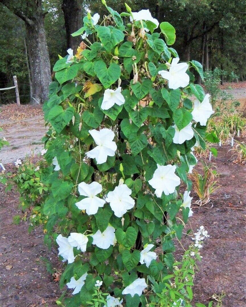 30 Moonflower Seeds - Seed World