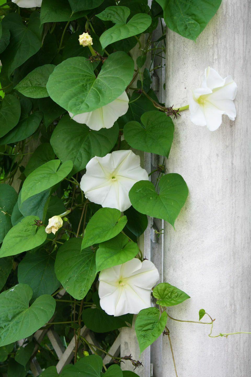 30 Moonflower Seeds - Seed World