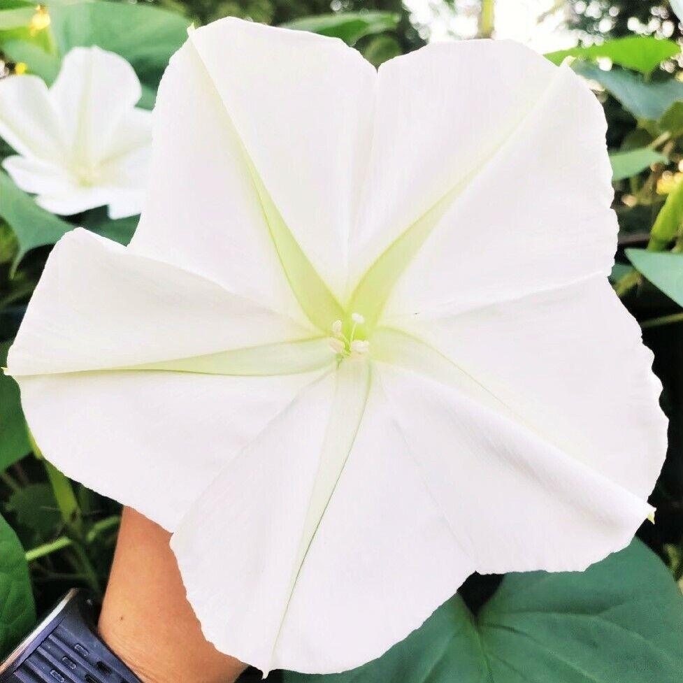 30 Moonflower Seeds - Seed World