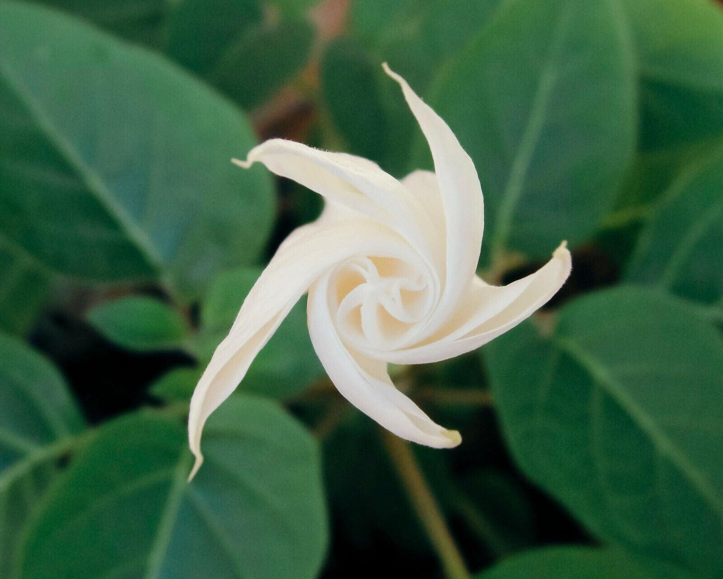 30 Moonflower Seeds - Seed World