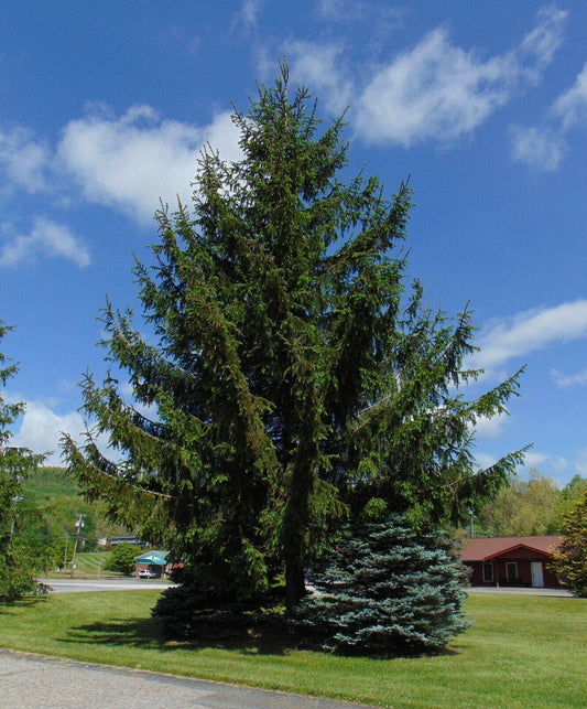 30 Norway Spruce Picea Abies Seeds - Seed World
