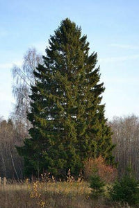 30 Norway Spruce Picea Abies Seeds - Seed World
